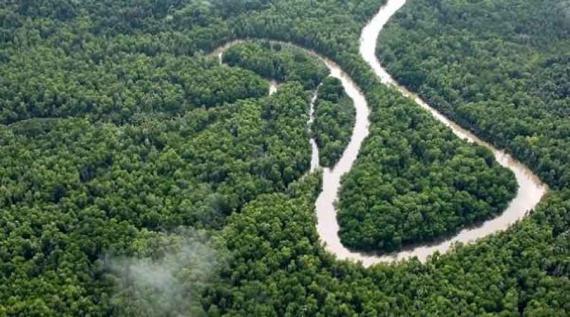 RI Dapat US$ 78,48 Juta untuk Pelestarian Hutan