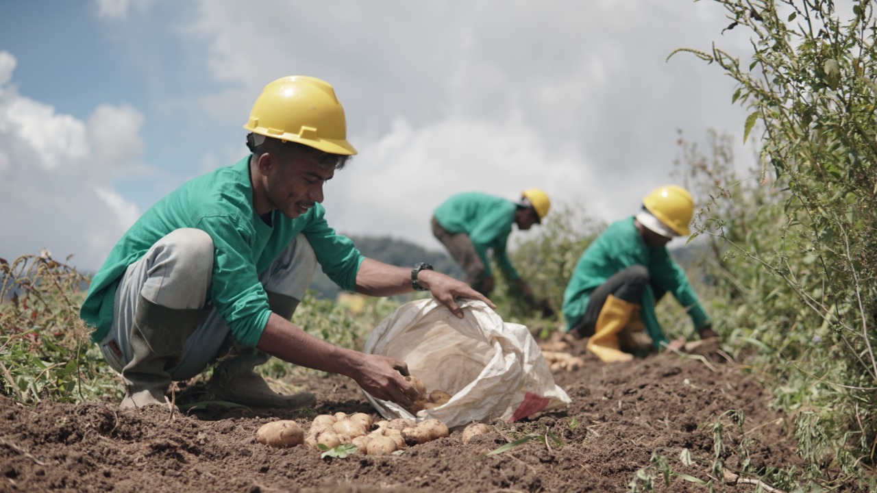 Aksi Petani Milenial  di Dataran Tinggi Modoinding