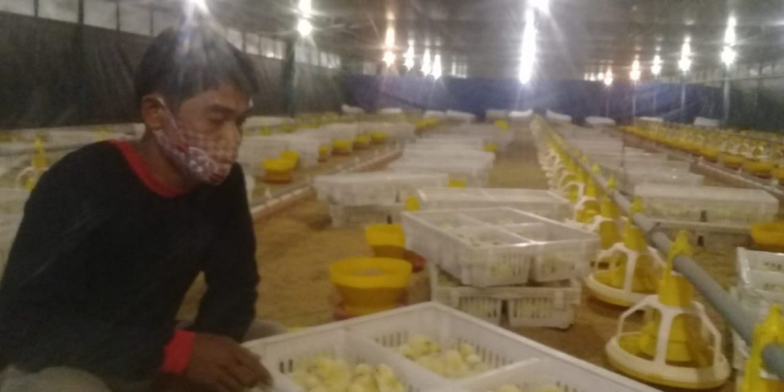 Hutama Karya Bina Masyarakat Peternakan di Lingkar JTTS