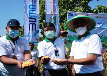 PT Pertani Sukses Sejahterakan Petani Melalui Skema Coporate Farming Jagung