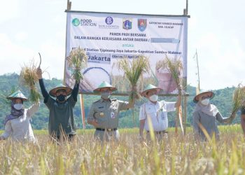 Amankan Stok Beras, Food Station Panen Padi di Cilacap