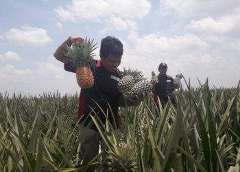 PT Great Giant Pineapple,  Piawai Ber-CSR dan Low Profile