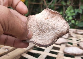 Diperlukan, Standardisasi Industri Kecil Chip Porang