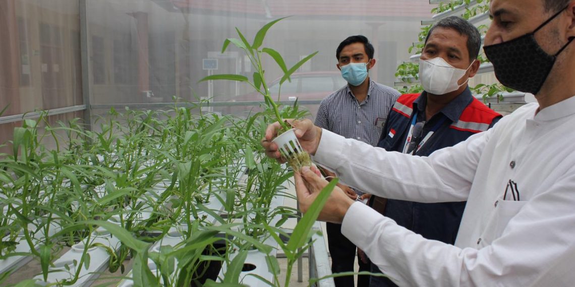 Hutama Karya Cetak Enterpreneur Muda Berbasiskan Aquaponic Greenhouse