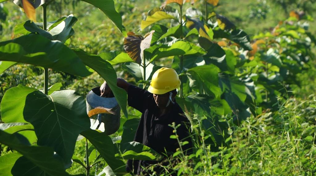 Keren, Tanah Hasil Reklamasi Lahan Pascatambang Batu Kapur SIG di Pabrik Tuban Kian Subur