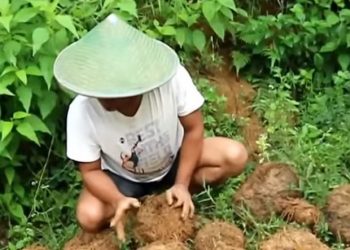 Disiapkan, Skema Pengembangan Olahan Porang