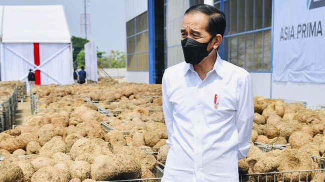 Punyak Banyak Keunggulan, Presiden Minta Hilirisasi Produk Porang