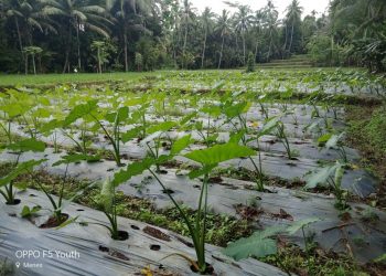 Umbi Talas Beneng, Alternatif Selain Porang