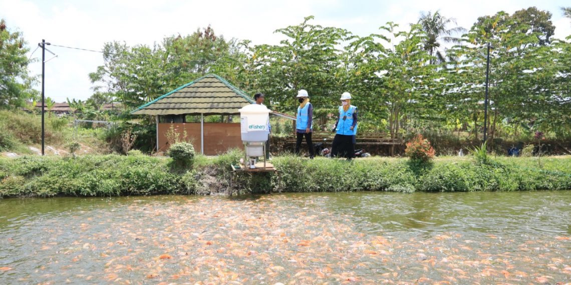 Electrifying Agriculture PLN Berhasil Dongkrak Produktivitas Budidaya Ikan Nila di Kalasan