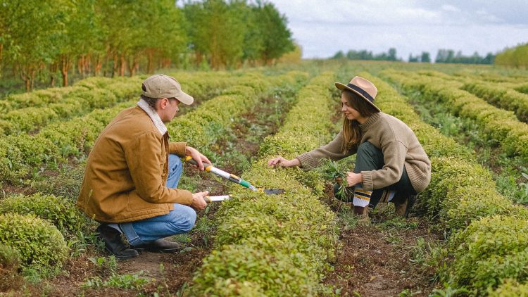 Juru Selamat Itu Bernama Petani
