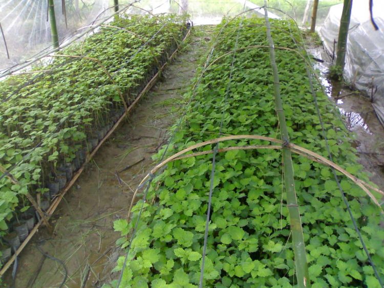 40 dari 99 Tanaman Atsiri Ada di RI