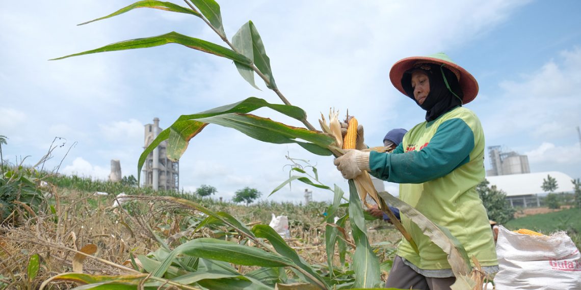 Semen Gresik Fasilitasi 361 Petani Sanggem di Rembang Garap Lahan Seluas 119,25 Ha