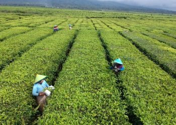 PTPN VIII Lirik Bisnis Tambang