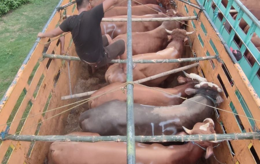 ID FOOD Mulai Mobilisasi Sapi Hidup guna Jaga Stabilitas Harga Daging Jelang HBKN Puasa dan Idul Fitri