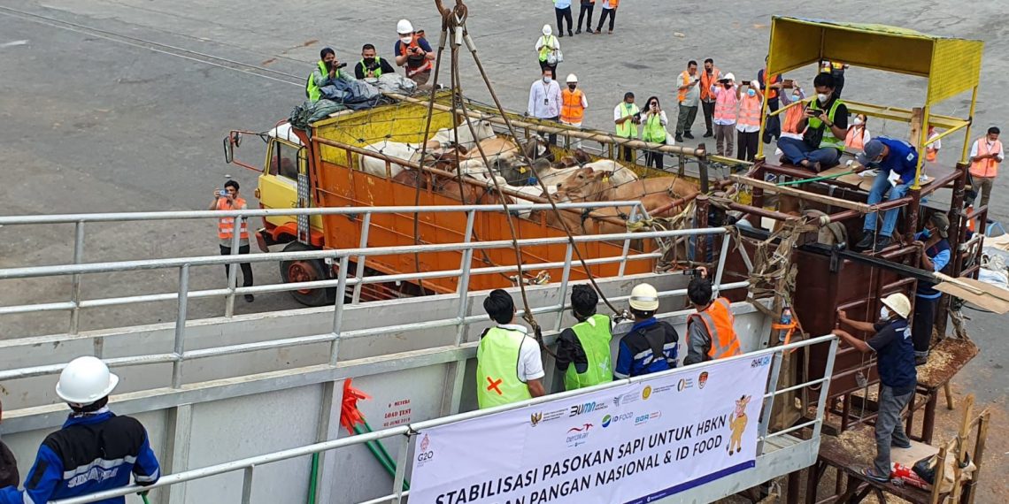 2.000 Ekor Sapi Hidup Tiba Memenuhi Kebutuhan HBKN 2022