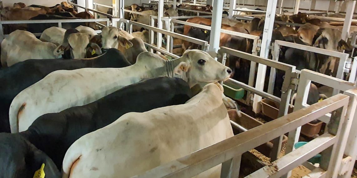 Holding Pangan ID FOOD Cegah Wabah PMK Ternak