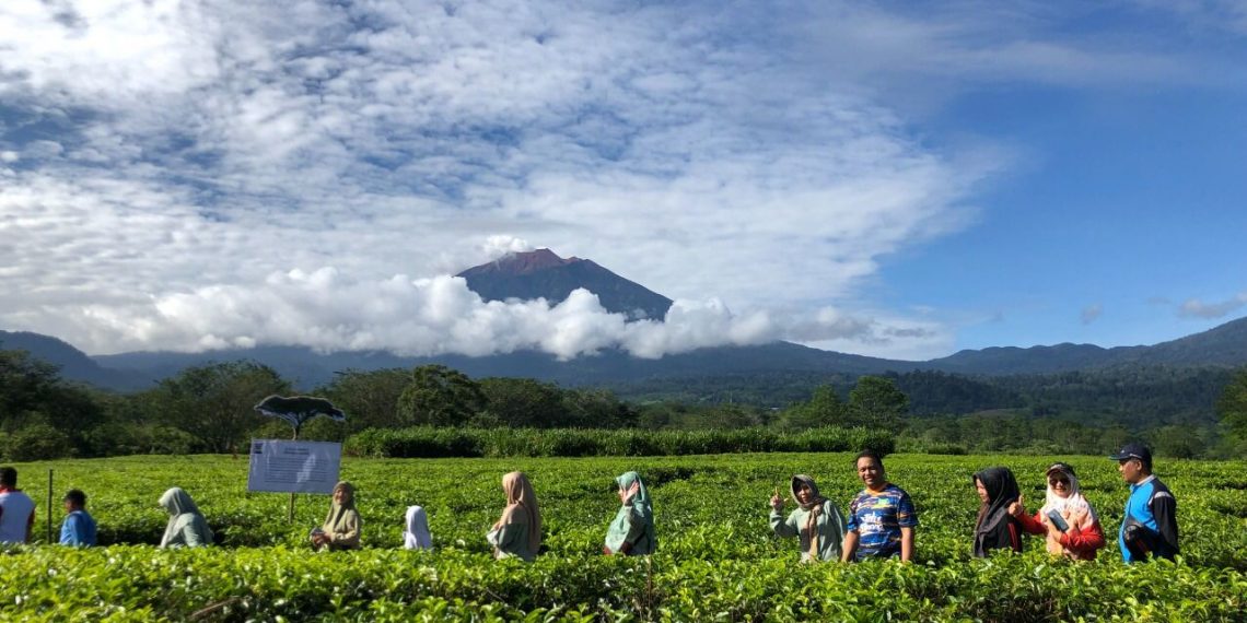 Bangun Sinergi  ID FOOD Group Bersama UMKM, Petani Dongkrak Teh Indonesia Mendunia
