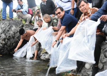 Budidayakan Ikan Langka, Semen Padang Lepas 7.000 Ekor Ikan Bilih ke Danau Singkarak