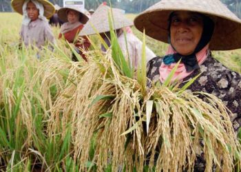 Strategi Sukses Swasembada Beras Perlu Diadopsi untuk Komoditas Pangan Lain