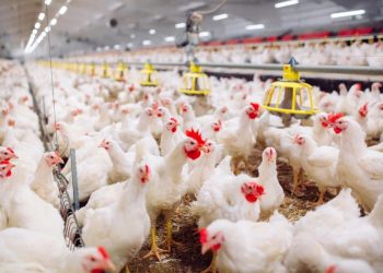 Stabilisasi Harga,  NFA Gandeng BUMN Serap Ayam dari Peternak