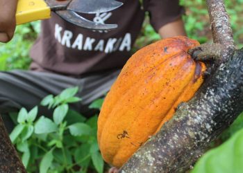 99% Pasokan Kakao dari Petani Lokal