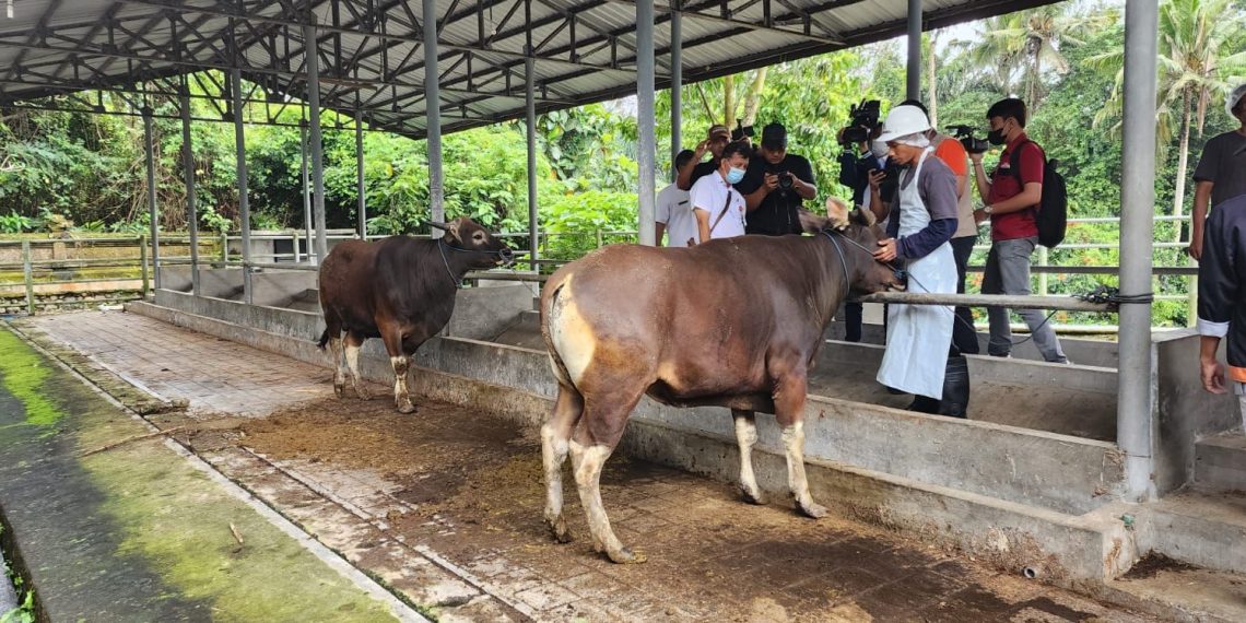 ID FOOD Perluas Ekosistem Peternakan di Bali, Dorong Kemandirian Pangan Lokal
