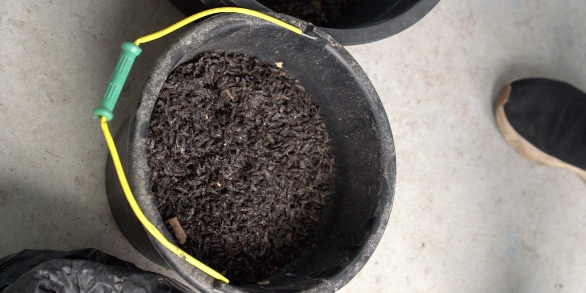 Hutama Karya Ciptakan Unit Pengolahan Sampah Organik dengan Media Lalat