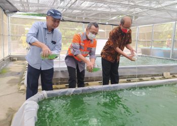 Budidaya Mikroalga, SBI Gelar Terobosan Inovasi Dekarbonisasi di Lingkungan Operasional Pabrik di Cilacap