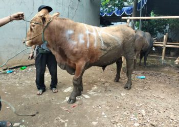 Hewan Kurban Disalurkan lewat Program HK Peduli