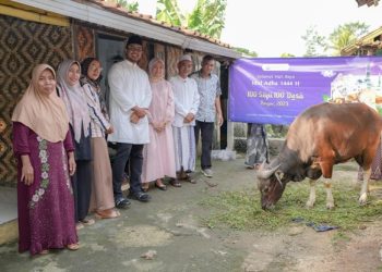 Amartha Salurkan 100 Ekor Sapi Kurban