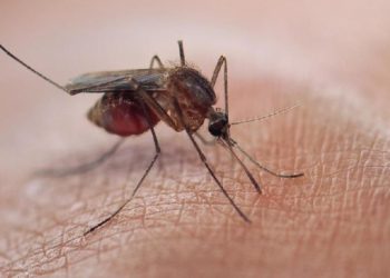 Kementerian Pemuda dan Olah Raga, Kementerian Kesehatan dan Takeda Edukasi Demam Berdarah Dengue
