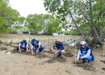 DAHANA Berpartisipasi Tanam Mangrove di Legonkulon Subang