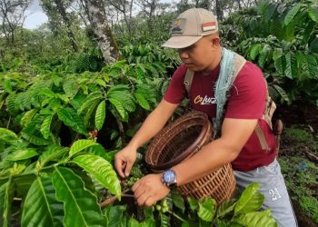 Sosok Deni Saputra yang Sukses Bisnis Kopi Berkat Rumah BUMN Baturaja