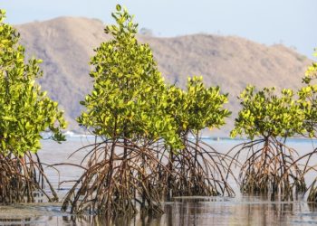 Manfaat Hutan Mangrove Bagi Ekonomi  Pesisir