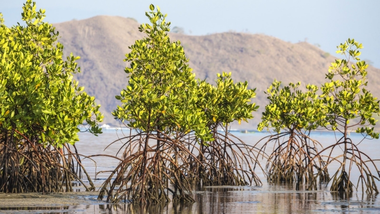 Manfaat Hutan Mangrove Bagi Ekonomi Pesisir