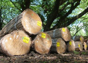 GRC plus IT Perum Perhutani Ciptakan Kinerja Bisnis nan Apik