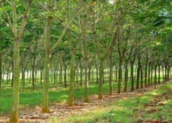 Bebas Deforestasi, PTPN IV Genjot Ekspor Karet ke Uni Eropa
