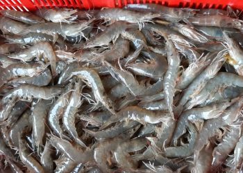 Udang Beku RI Kena Bea Masuk Antidumping oleh AS, Ini Upaya Pemerintah