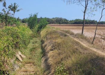 Kementerian PU Mulai Rehabilitasi Daerah Irigasi Cibaliung, Tingkatkan Produktivitas Pertanian di Pandeglang Banten