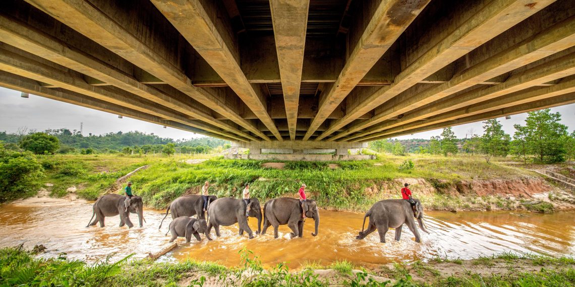 Keberlanjutan Program Konservasi Gajah Sumatra, Hutama Karya Siapkan 7.000 Bibit Pohon Pakan Alami