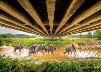 Keberlanjutan Program Konservasi Gajah Sumatra, Hutama Karya Siapkan 7.000 Bibit Pohon Pakan Alami