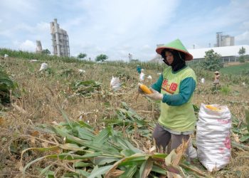 Melalui Program ’Semen Gresik Sahabat Petani’, SIG Genjot Kesejahteraan Petani di Rembang