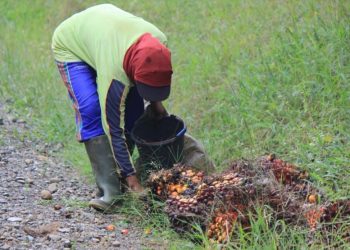 Perbaikan Tata Kelola Perkebunan Sawit tidak Boleh Mengesampingkan Akses Terhadap Keadilan Bagi Buruh Sawit