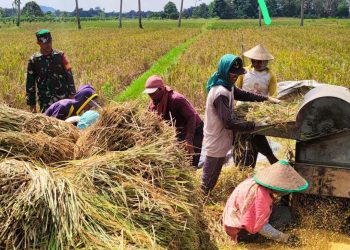 Harga Gabah Turun di Bawah HPP, Bulog Terjunkan Tim ke Lapangan