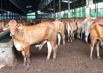 Dukung Program Pemerintah, BEEF Siap Datangkan Sapi Asal Brazil