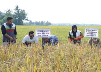 Uji Coba Padi Biosalin Berhasil, SIG dan Pemkab Cilacap Dorong Pertanian Berkelanjutan