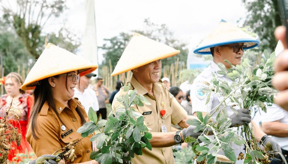 Gandeng UGM, PGEO Meriahkan Panen Raya Katrili Bersama Petani Minahasa
