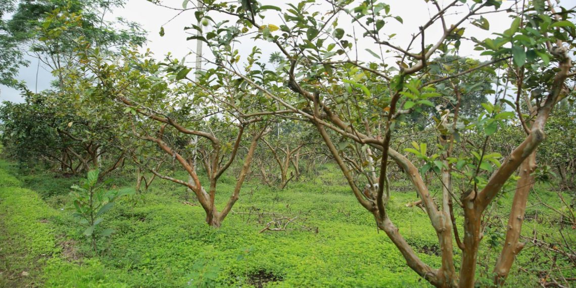 Tinjau Lokasi Usulan Sekolah Rakyat di Temanggung, Menteri Dody Tekankan Kelengkapan Readiness Criteria