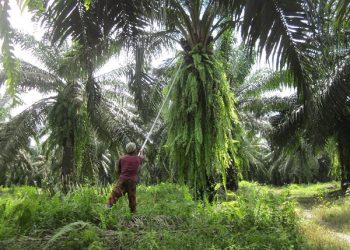 Hentikan Intimidasi dan Kriminalisasi Masyarakat di Kabupaten Paser!