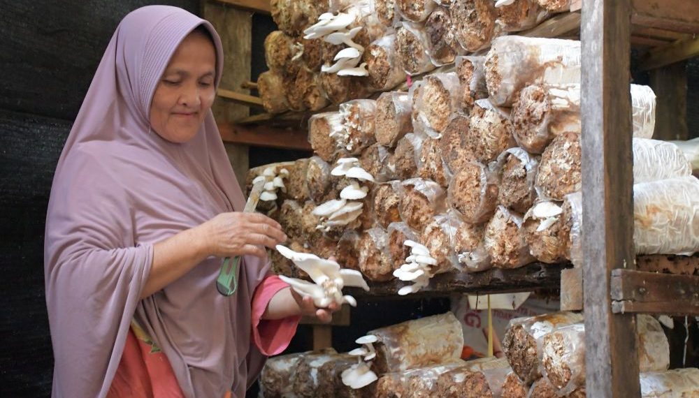 SIG Bantu Sekolah Perempuan Sukses Kembangkan Budi Daya Jamur Tiram di Padang